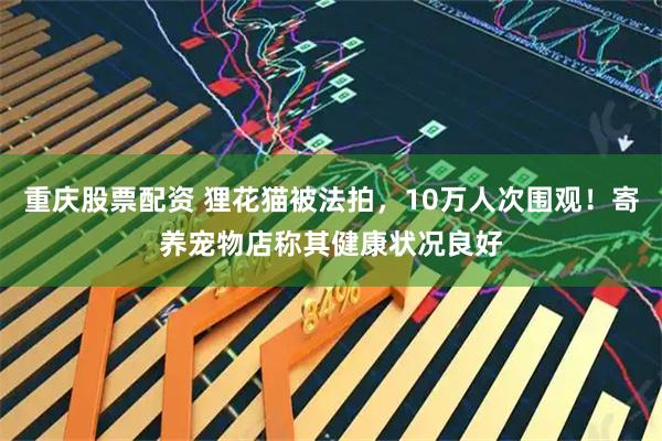 重庆股票配资 狸花猫被法拍，10万人次围观！寄养宠物店称其健康状况良好
